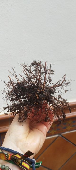 Bonsai arce palmatum