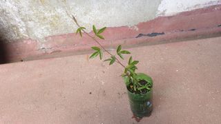 Plsnta maracuja laranja