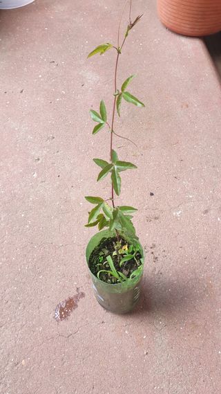 Plsnta maracuja laranja