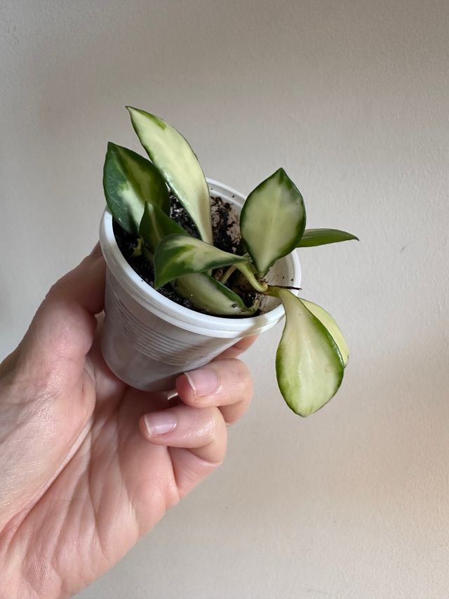 Hoya Heuschkeliana Variegata