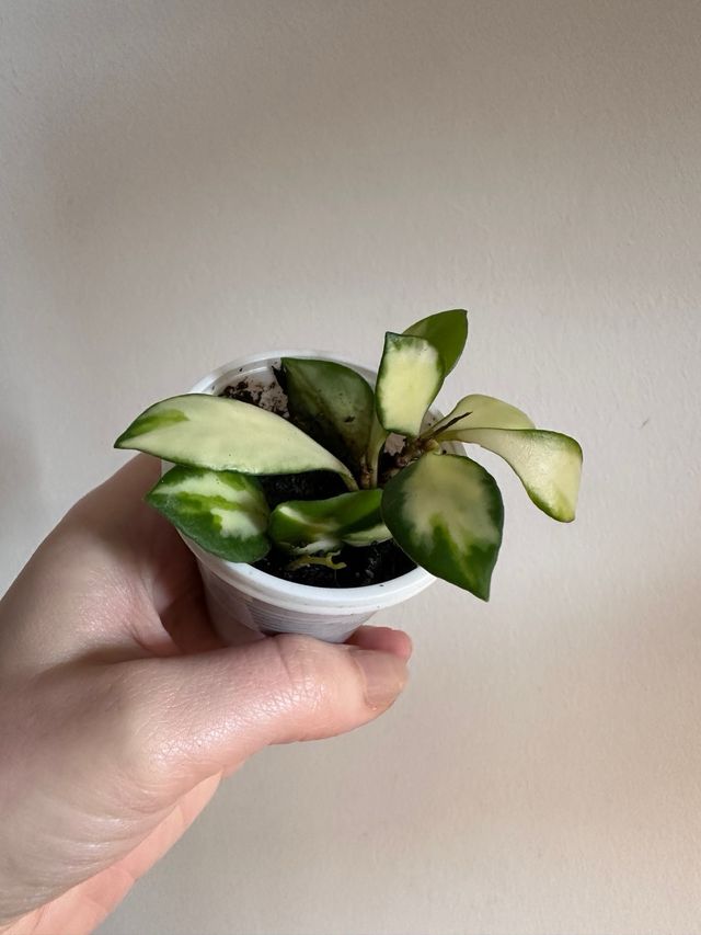 Hoya Heuschkeliana Variegata