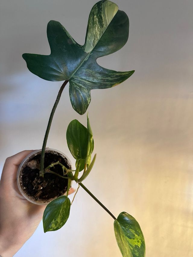 Philodendron Florida Beauty