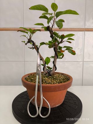  Bonsai Manzano Everest