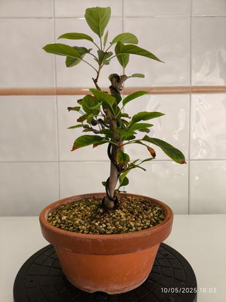  Bonsai Manzano Everest