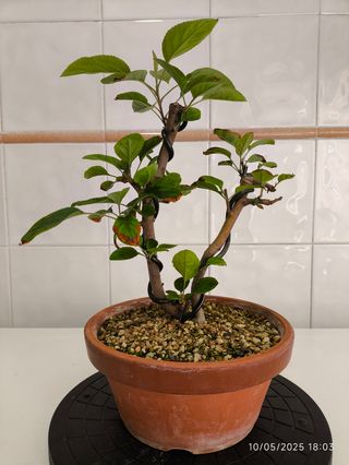 Bonsai Manzano Everest