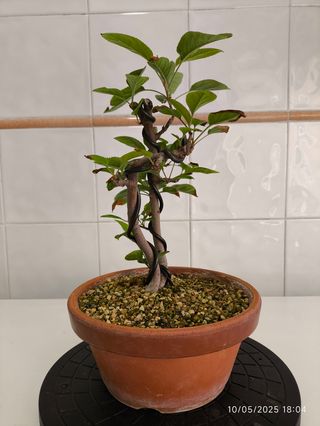 Bonsai Manzano Everest