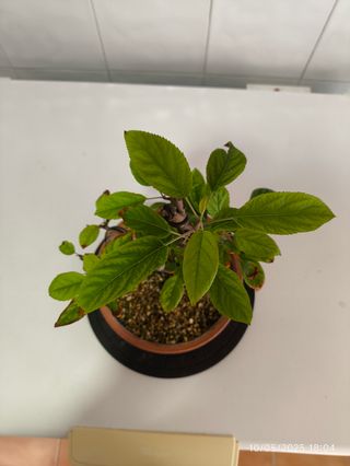  Bonsai Manzano Everest
