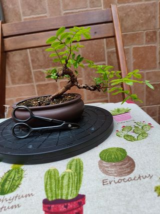 Bonsai de Lentisco