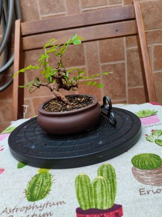Bonsai de Lentisco