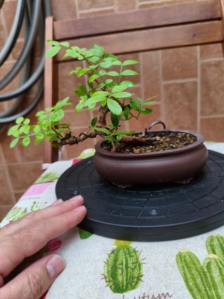 Bonsai de Lentisco