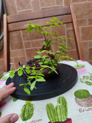 Bonsai de Lentisco