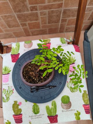 Bonsai de Lentisco