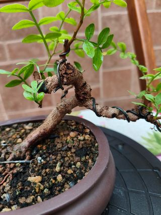 Bonsai de Lentisco