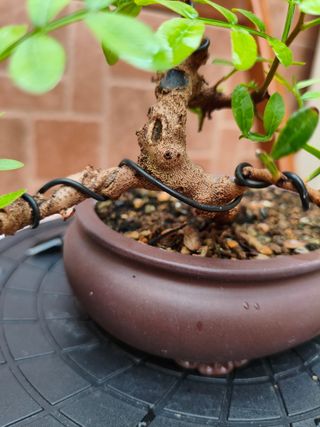 Bonsai de Lentisco
