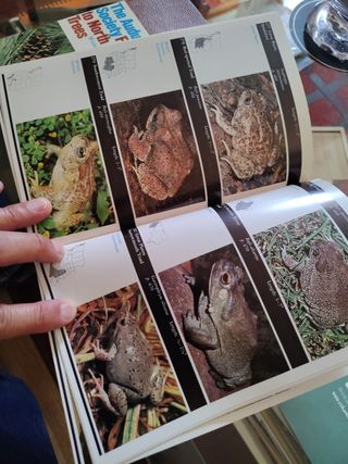 Guías de naturaleza de la Sociedad Audubon