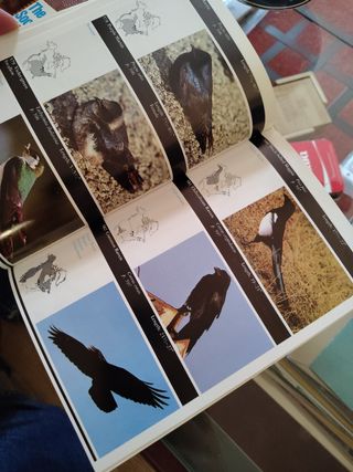 Guías de naturaleza de la Sociedad Audubon