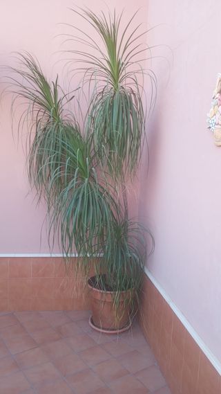 Planta Pata de Elefante mas 2 metros