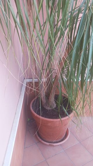 Planta Pata de Elefante mas 2 metros