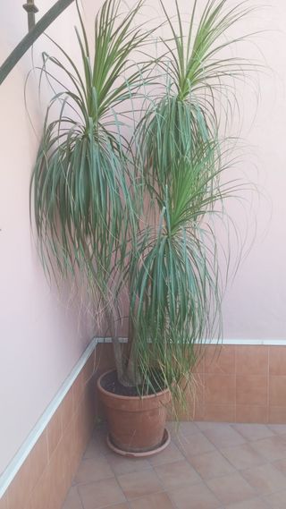 Planta Pata de Elefante mas 2 metros