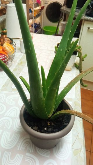 Aloe vera grande - Planta