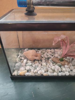Mini Acuario 6L accesorios