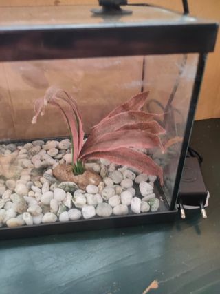 Mini Acuario 6L accesorios