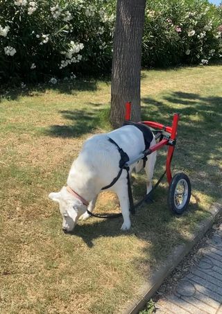 Sedia Per Cani Regolabile Per Cani Riabilitazione Per Gambe Posteriori Carrello Per Cane A 2