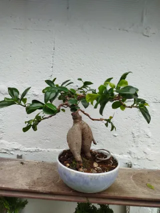 Bonsai ficus ginseng