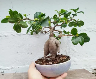 Bonsai ficus ginseng