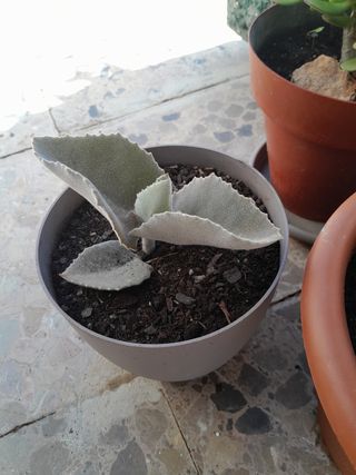 3  tomentosa: plantas suculentas