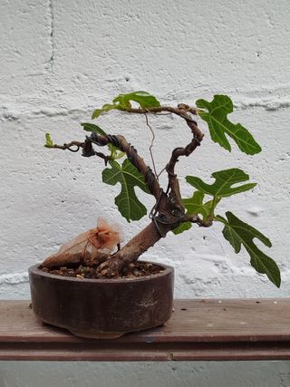 Bonsai higuera