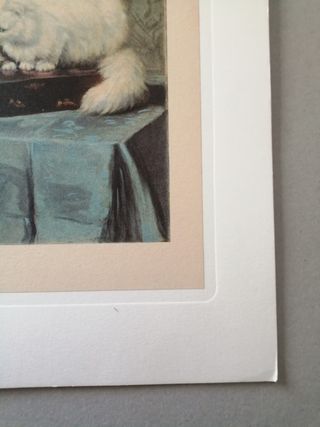 1950 ca. Cromolitografia originale Gatti