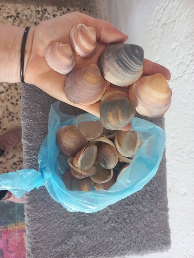 Conchas marinas naturales