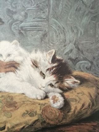 1950 ca. Cromolitografia originale Gatti