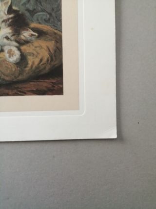 1950 ca. Cromolitografia originale Gatti