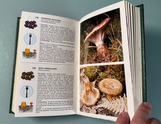 Guia de Hongos (Spanish Edition)