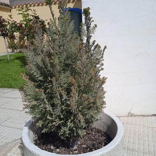 Ciprés de Lawson crecido