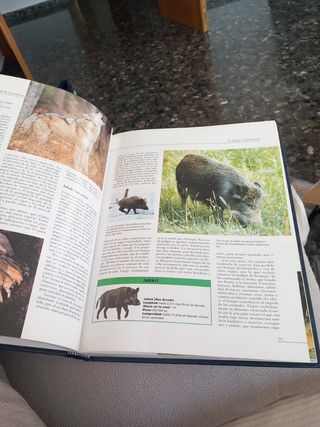 El Mundo De Los Animales (Spanish Edition)