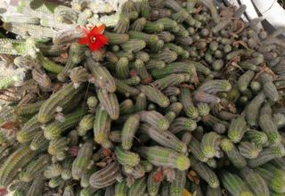 Pianta grassa, coda della scimmia