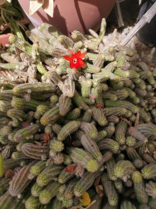 Pianta grassa, coda della scimmia