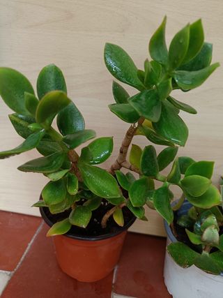 Árbol de jade