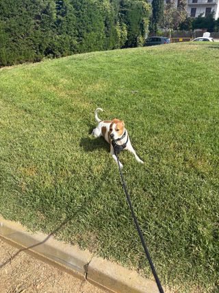 Paseador/cuidador/hotel/guarderia para perros