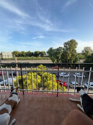 Paseador/cuidador/hotel/guarderia para perros