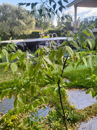 Planta joven Celtis australis