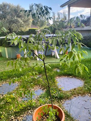 Planta joven Celtis australis