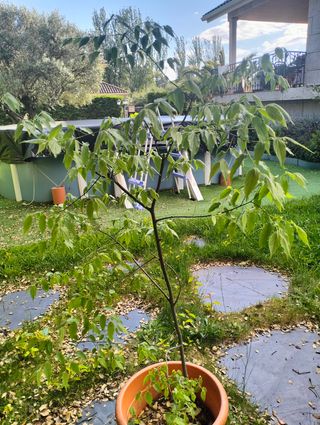 Planta joven Celtis australis