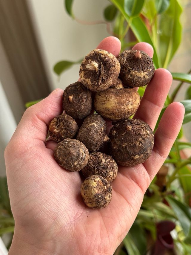 Sauromatum venosum Voodoo Lily bulbi