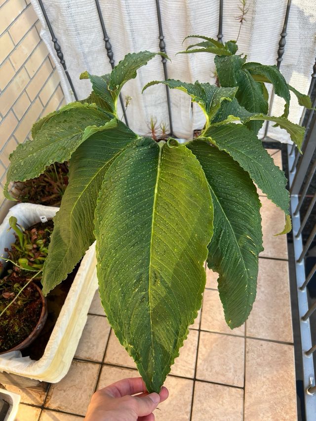 Sauromatum venosum Voodoo Lily bulbi