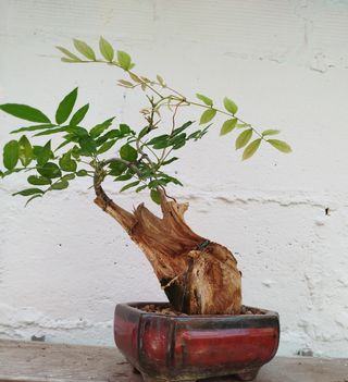 Bonsai Taniki de wisteria