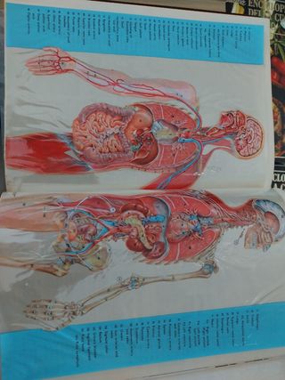 Enciclopedia world book usata. 